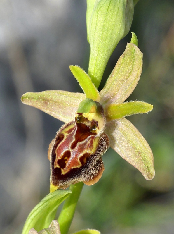 Ophrys exaltata subsp. archipelagi in Abruzzo marzo e aprile 2019